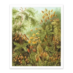Ohh Deer Prints*Fungi Forest Riso Print (12x10)