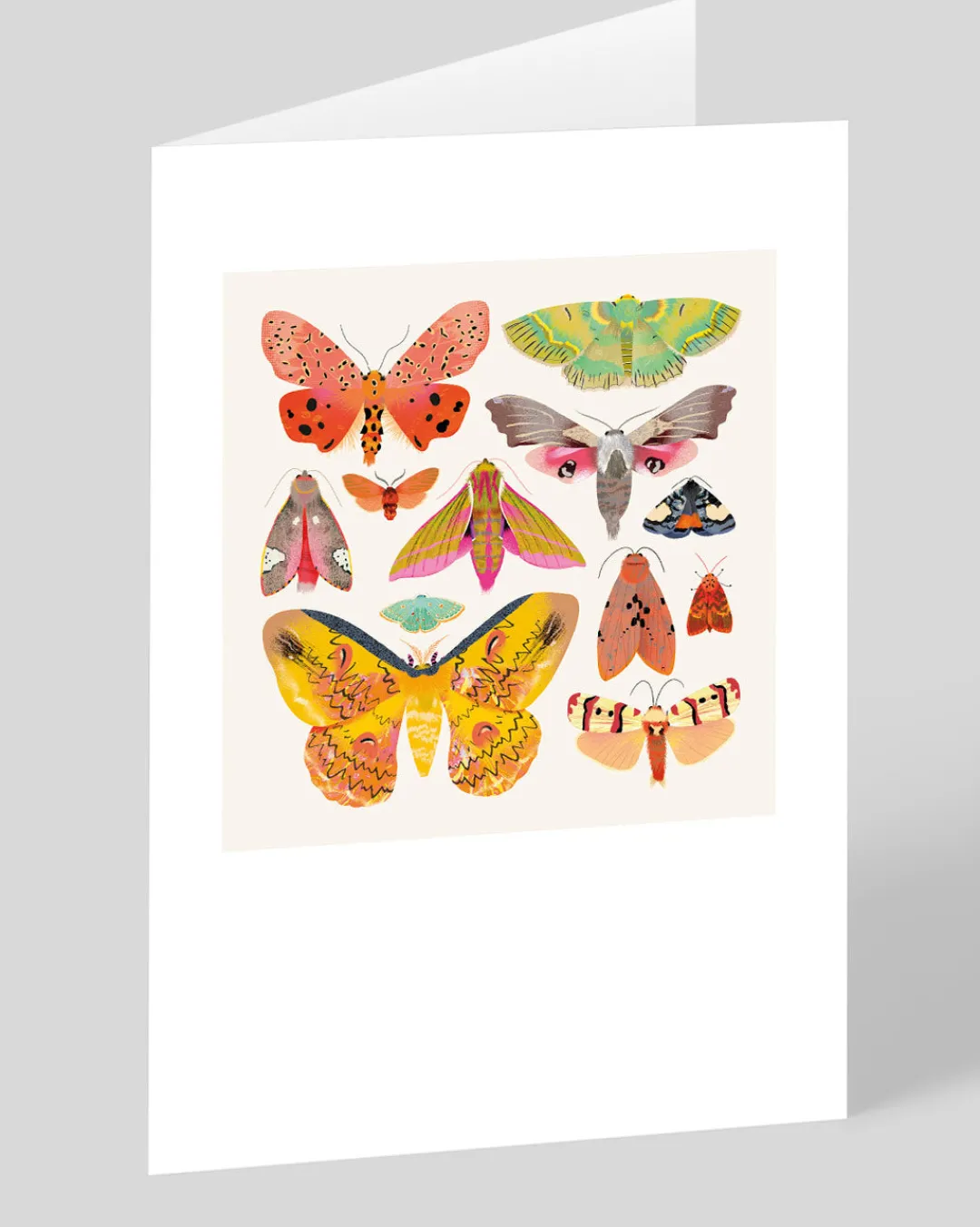 Natasha Durley Birthday|Thank You*Moths and Butterflies Greeting Card | Ohh Deer