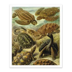 Ohh Deer Prints*Turtles Under Water Riso Print (12x10)